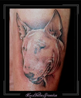 portret,bull terrier,arm