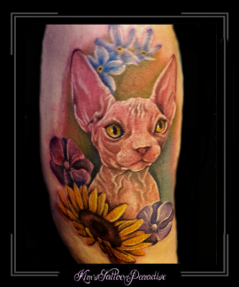 sfinx,kat,poes,naaktkat,kleur,color,bovenarm,sphinx,nude cat,dier,portret,